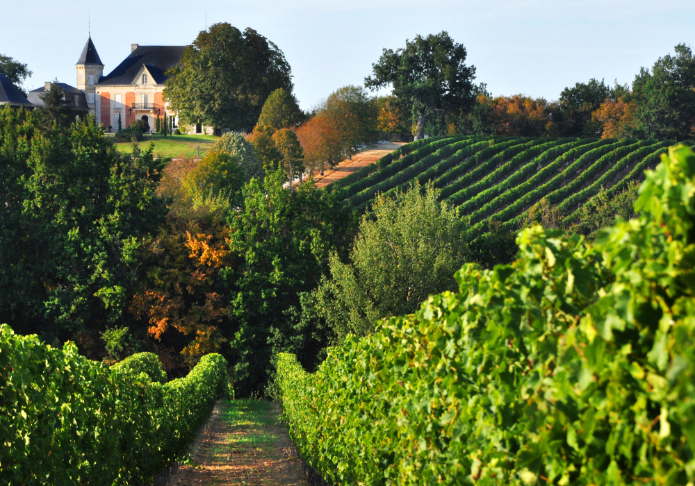 Top Wine Regions to Visit in France 