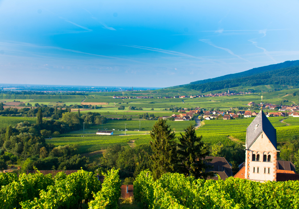 Top Wine Regions to Visit in France 