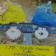 Camino Walks